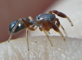 Ant-mimic Jumper Ant-mimic Jumper